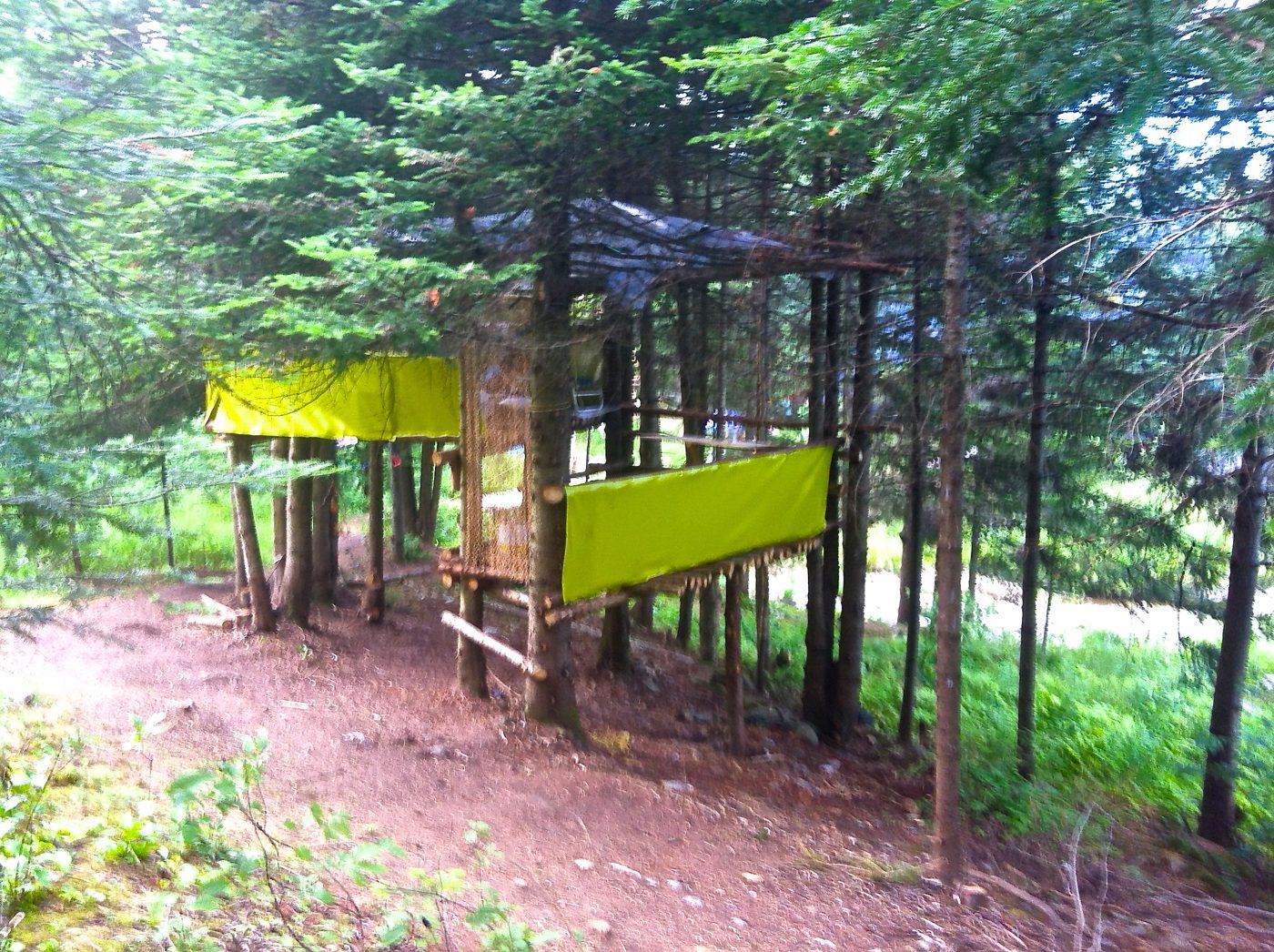 Une plateforme au toit vert, entre les troncs, juillet 2012.