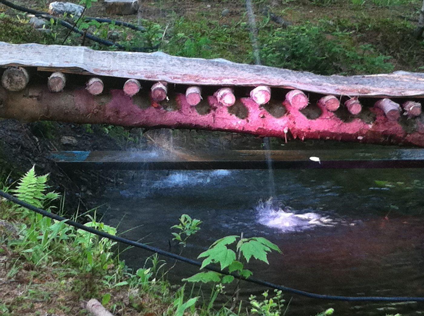 Le pont de rondins sur le ruisseau, au pied du Cherry Island.