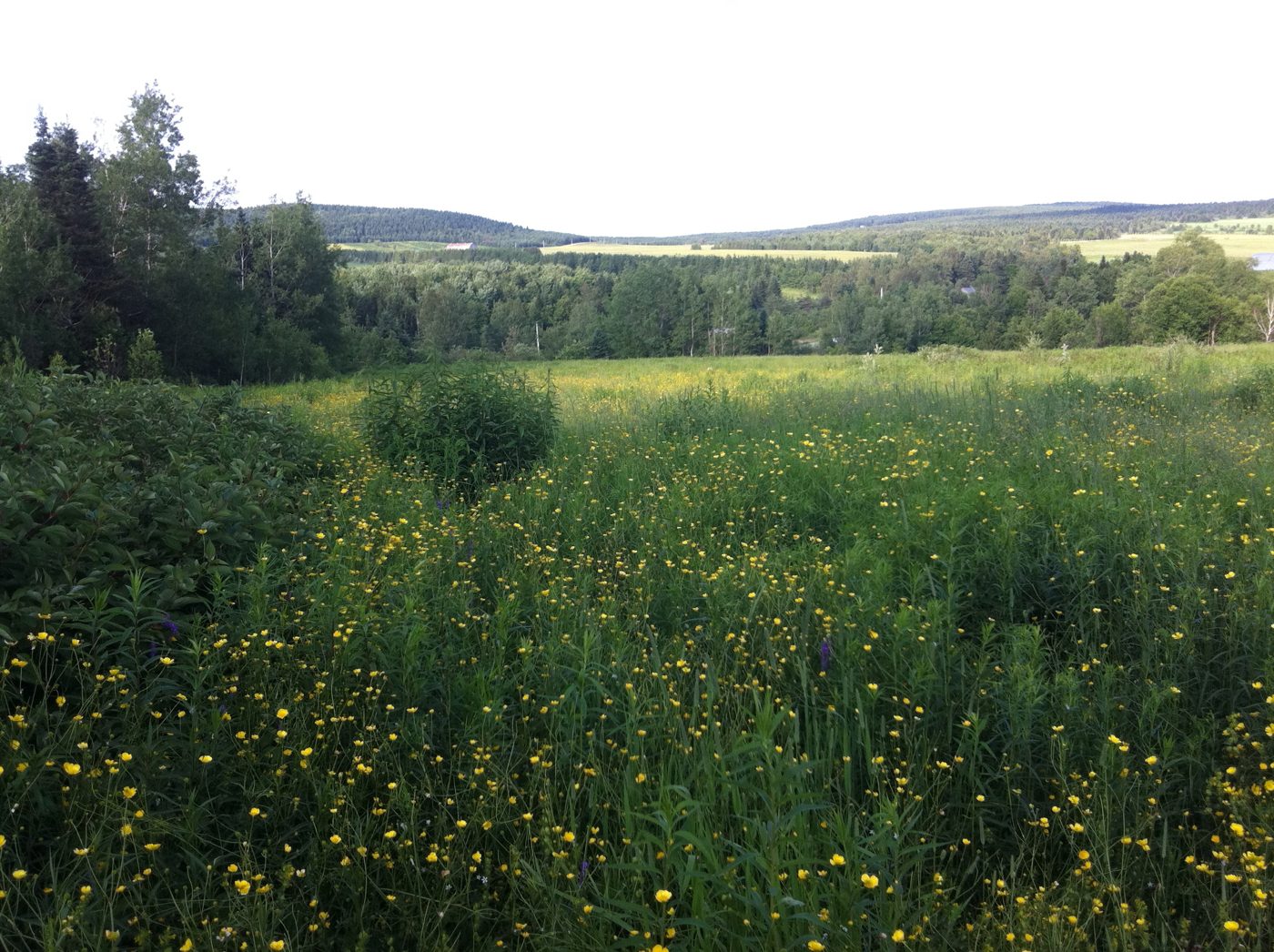 Le champ de fleurs sauvages et la vallée.