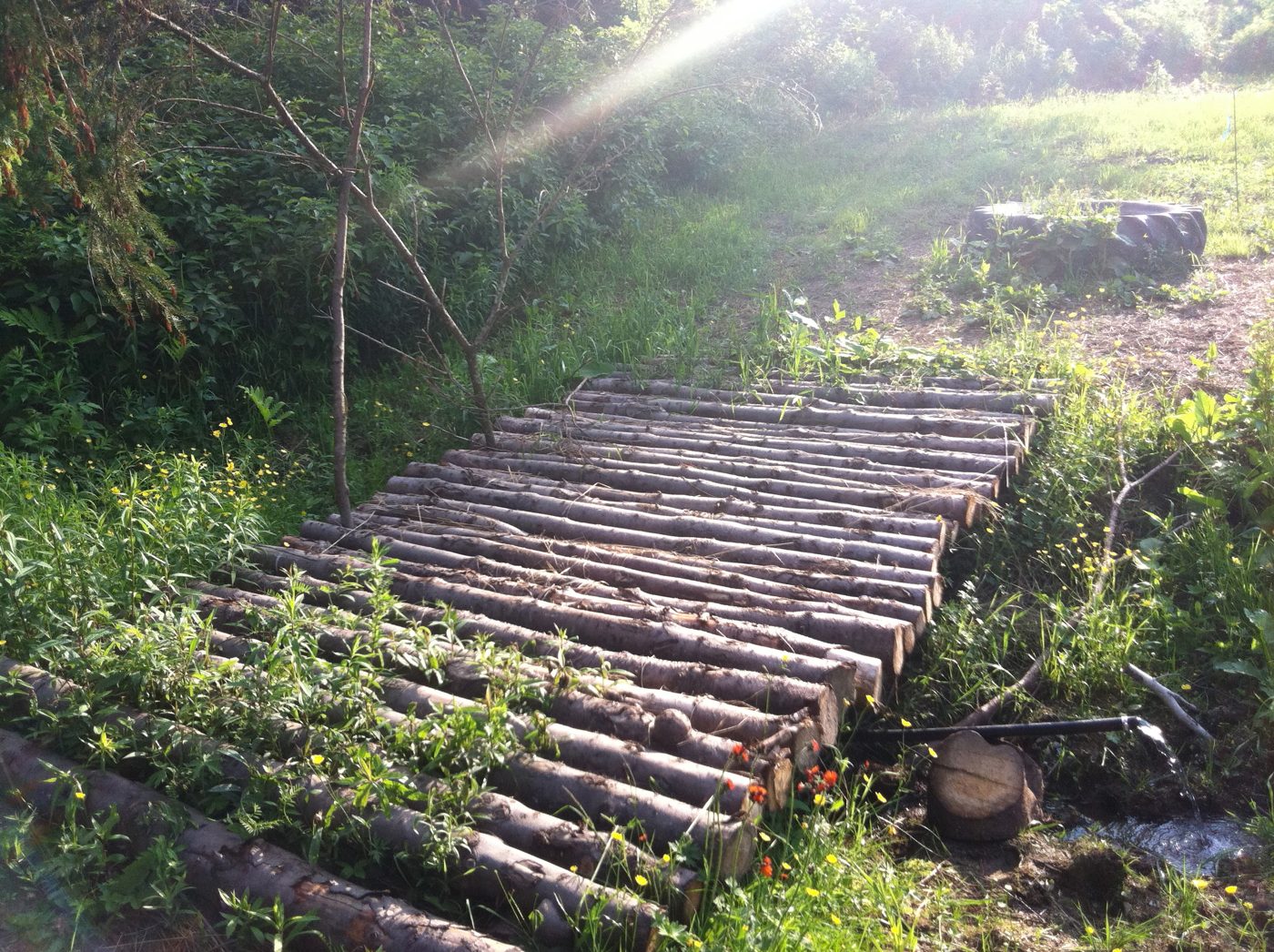 Un « passage de lutins », comme Christian les appelait : le trottoir de rondins dans les herbes hautes.