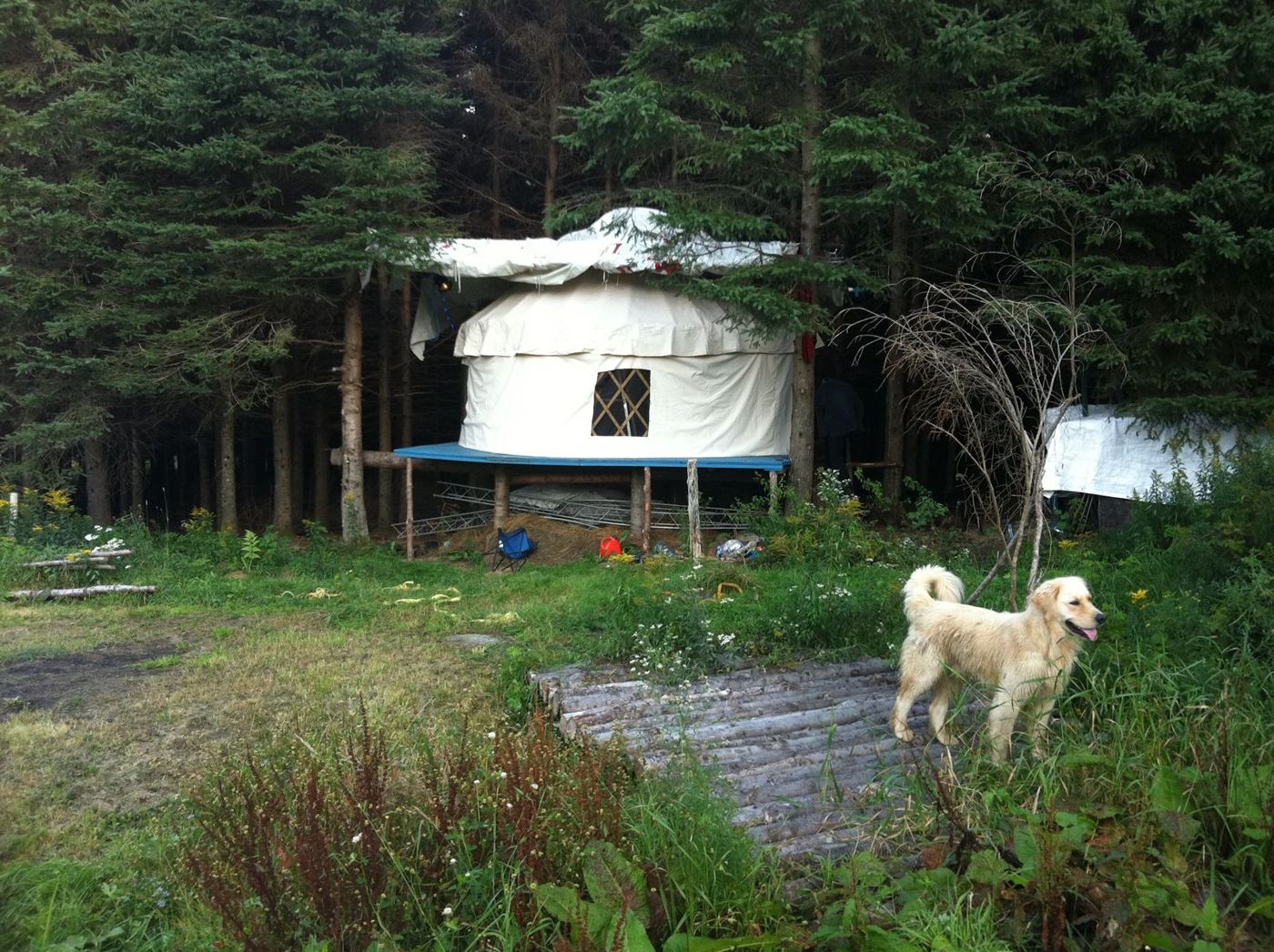 18 septembre 2011 : la yourte sur sa plateforme, et le chien de la maison.