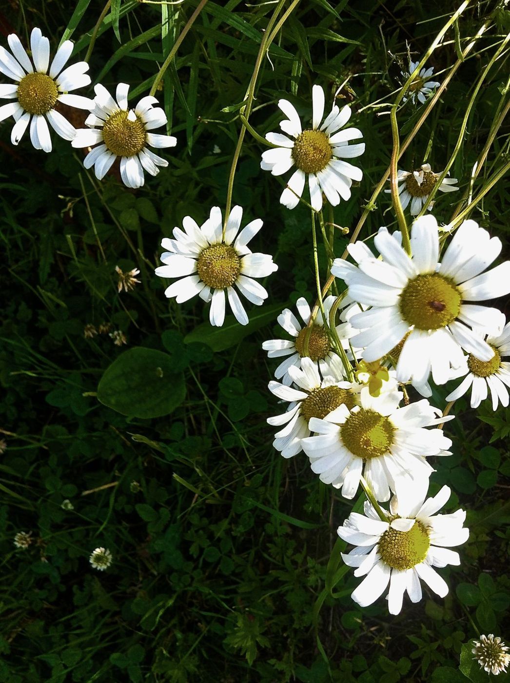 3 juillet 2012 : les marguerites de L'AgorA.