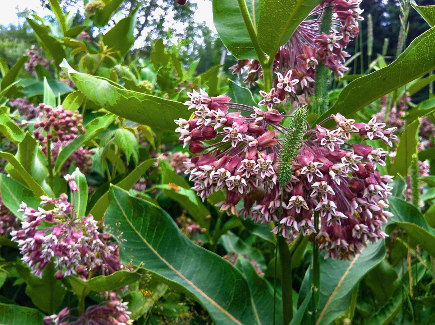 8 juillet 2012 : l'asclépiade en fleurs.