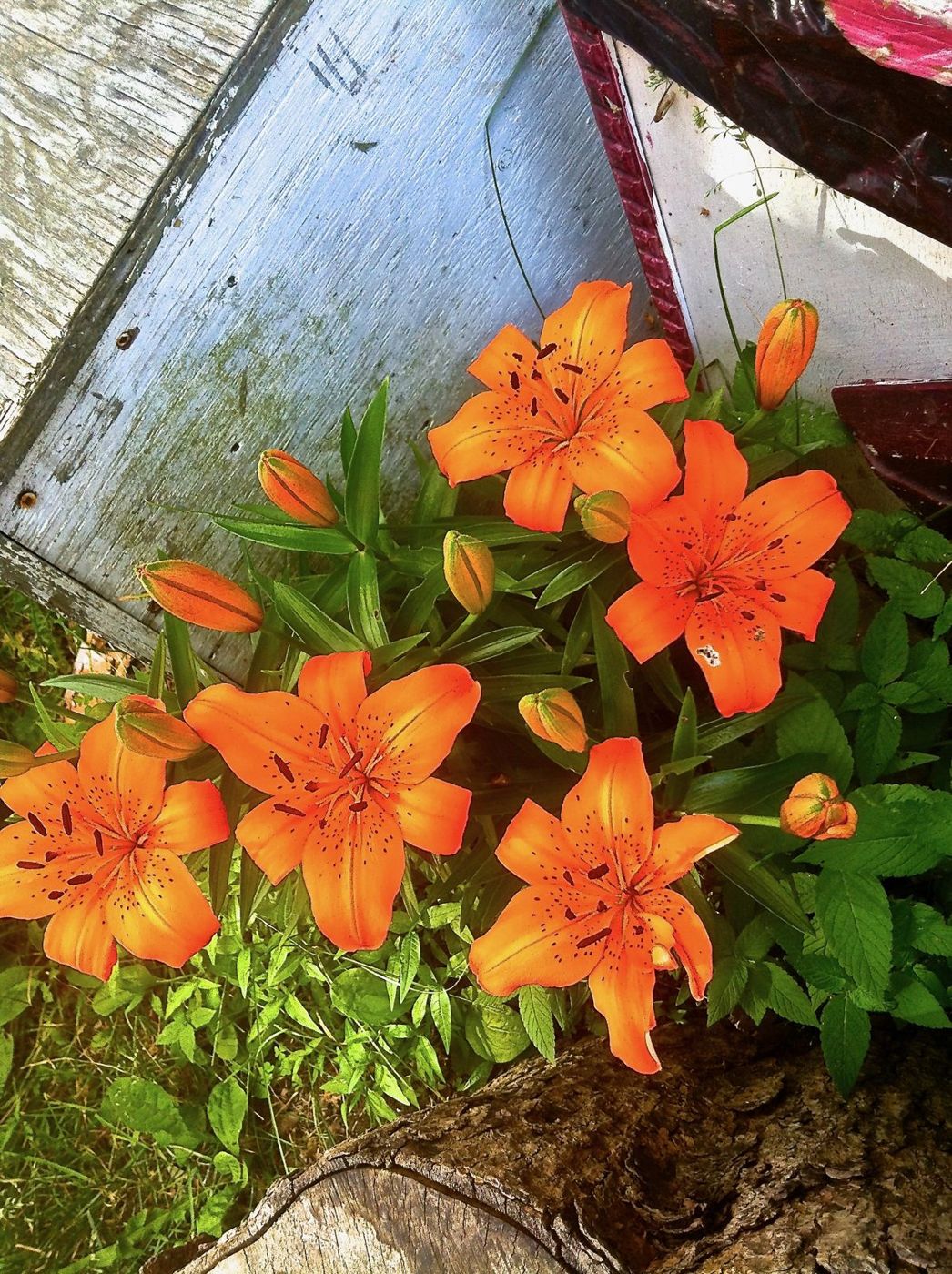 8 juillet 2012 : des lys orangés au pied d'un bâtiment.