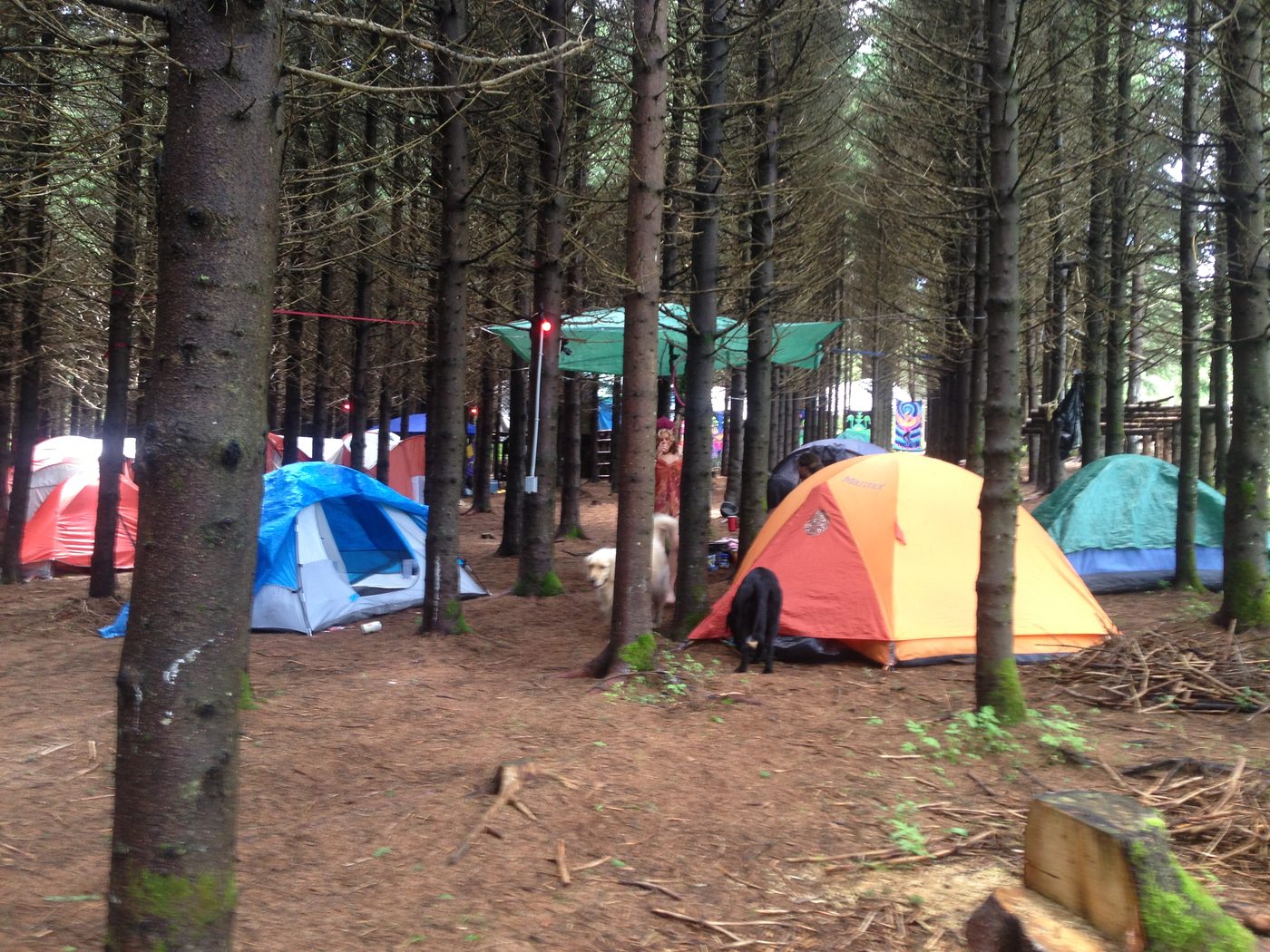 29 juin 2013 : Tatanka, le campement entre les épinettes.